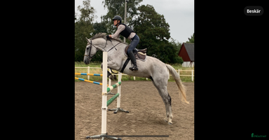  hästar i Malmö - Annons 14