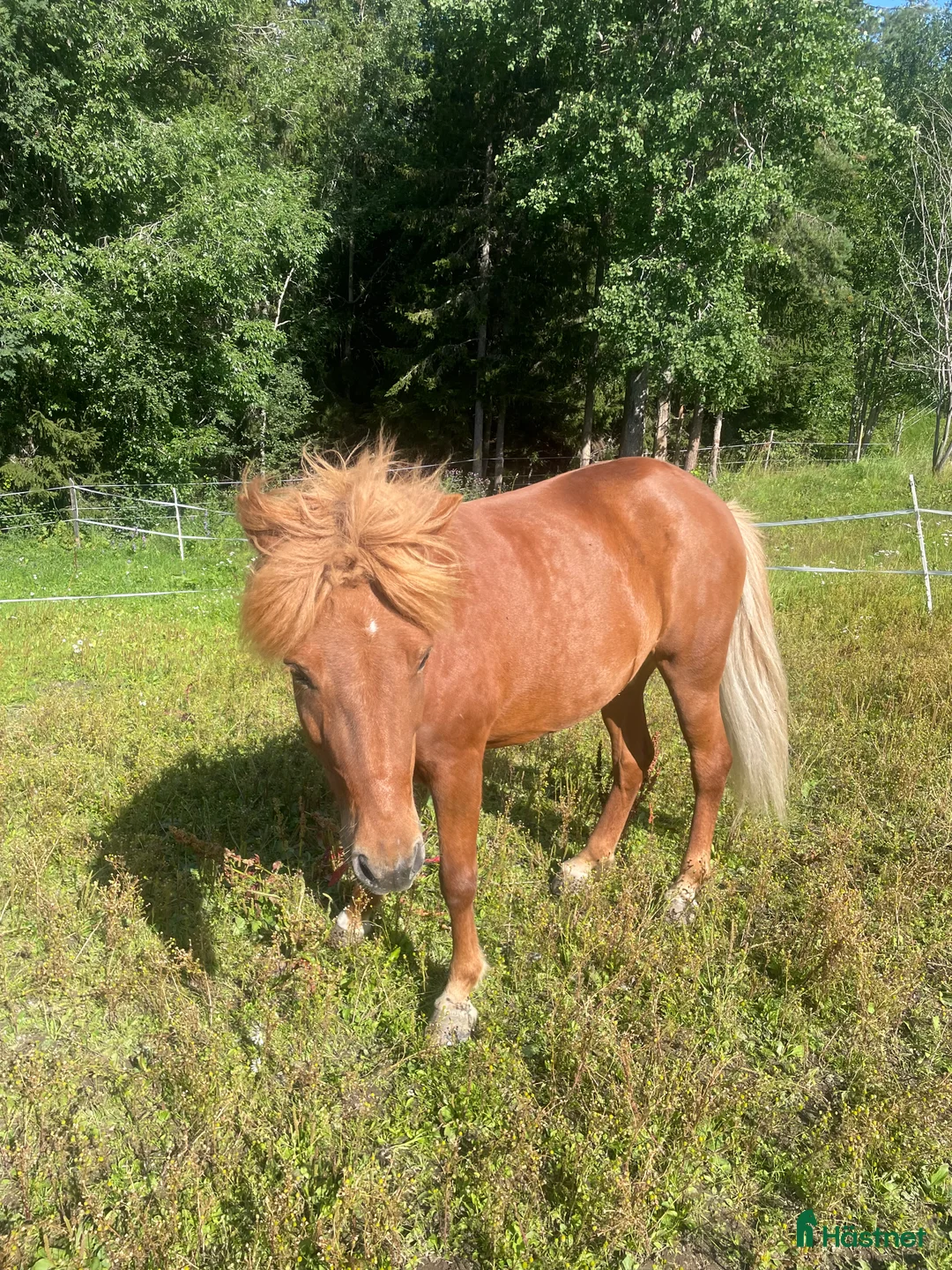 Island hästar till salu: Islandshäst  i Brunflo - Annons 3