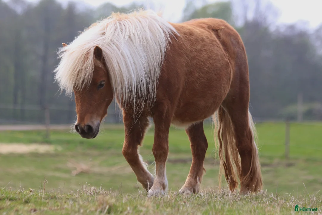 Avelshästar hästar till salu: Minishetland sto  - Annons 2