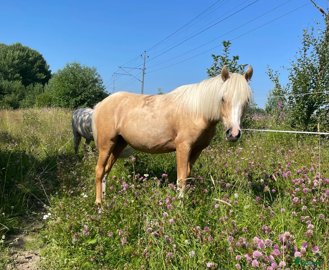 Allround hästar till salu: Vems drömponny? i Mörsil - Annons 3