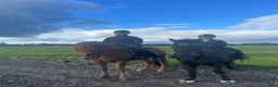 Island hästar till salu: Roði frá Stokkseyri - Annons 6