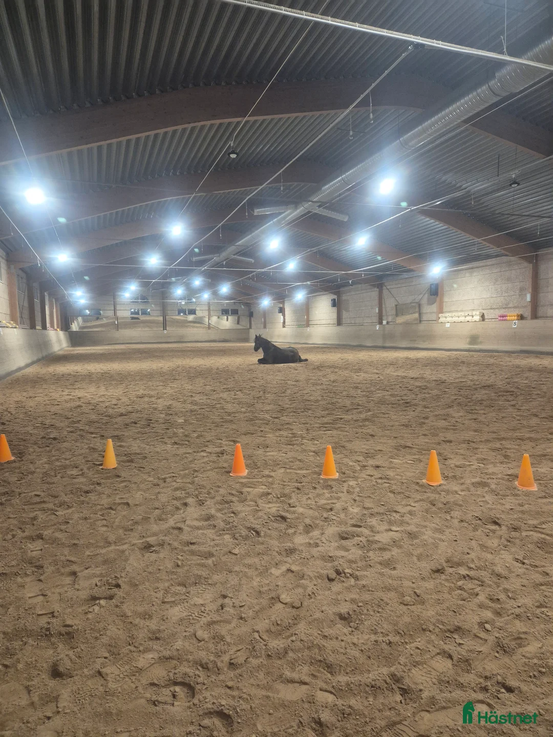 Allround hästar till salu: Frieser sto säljes i Älvdalen - Annons 4