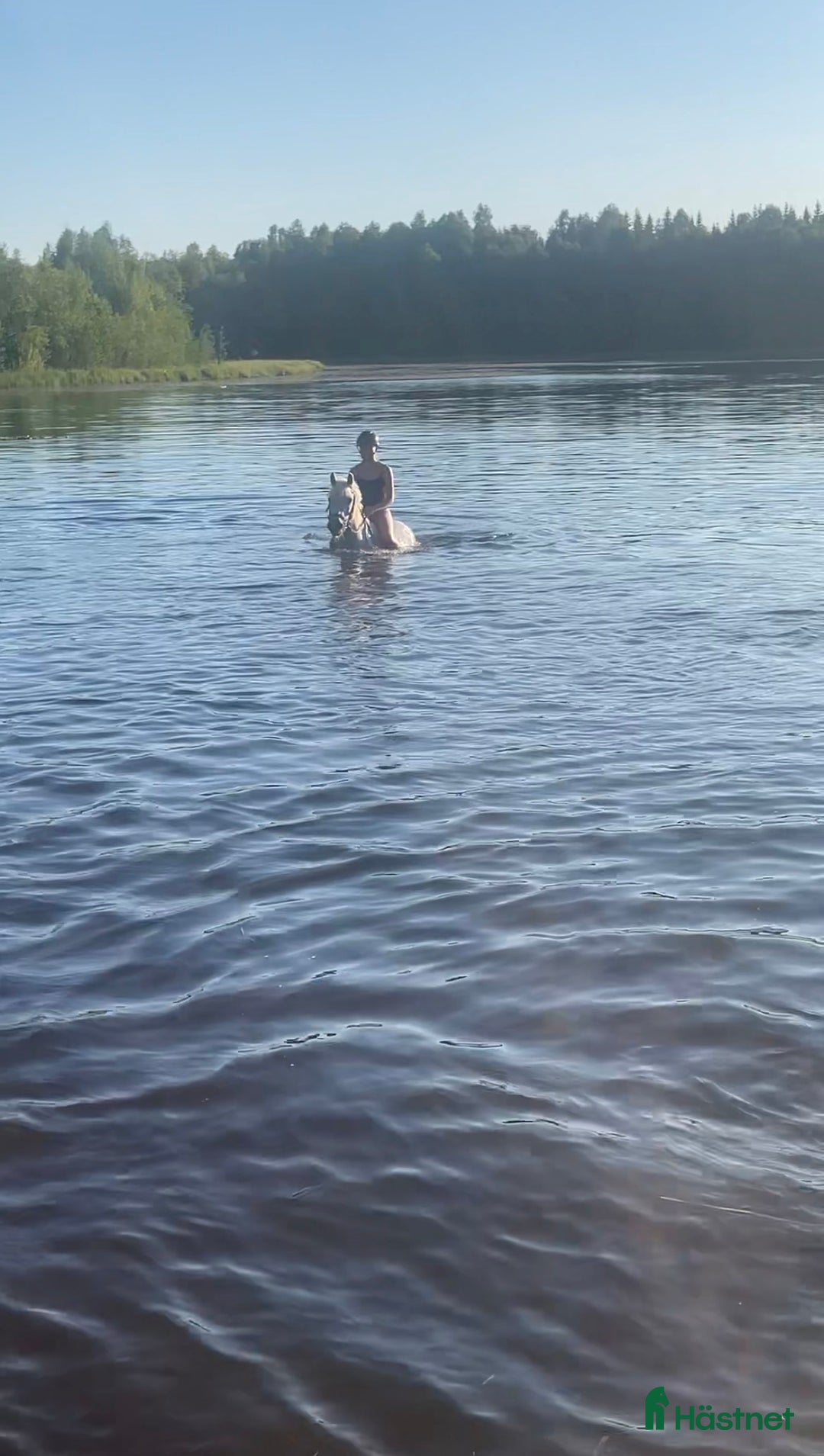 Allround hästar till salu: Bästa allround ponnyn i Öjebyn - Annons 7