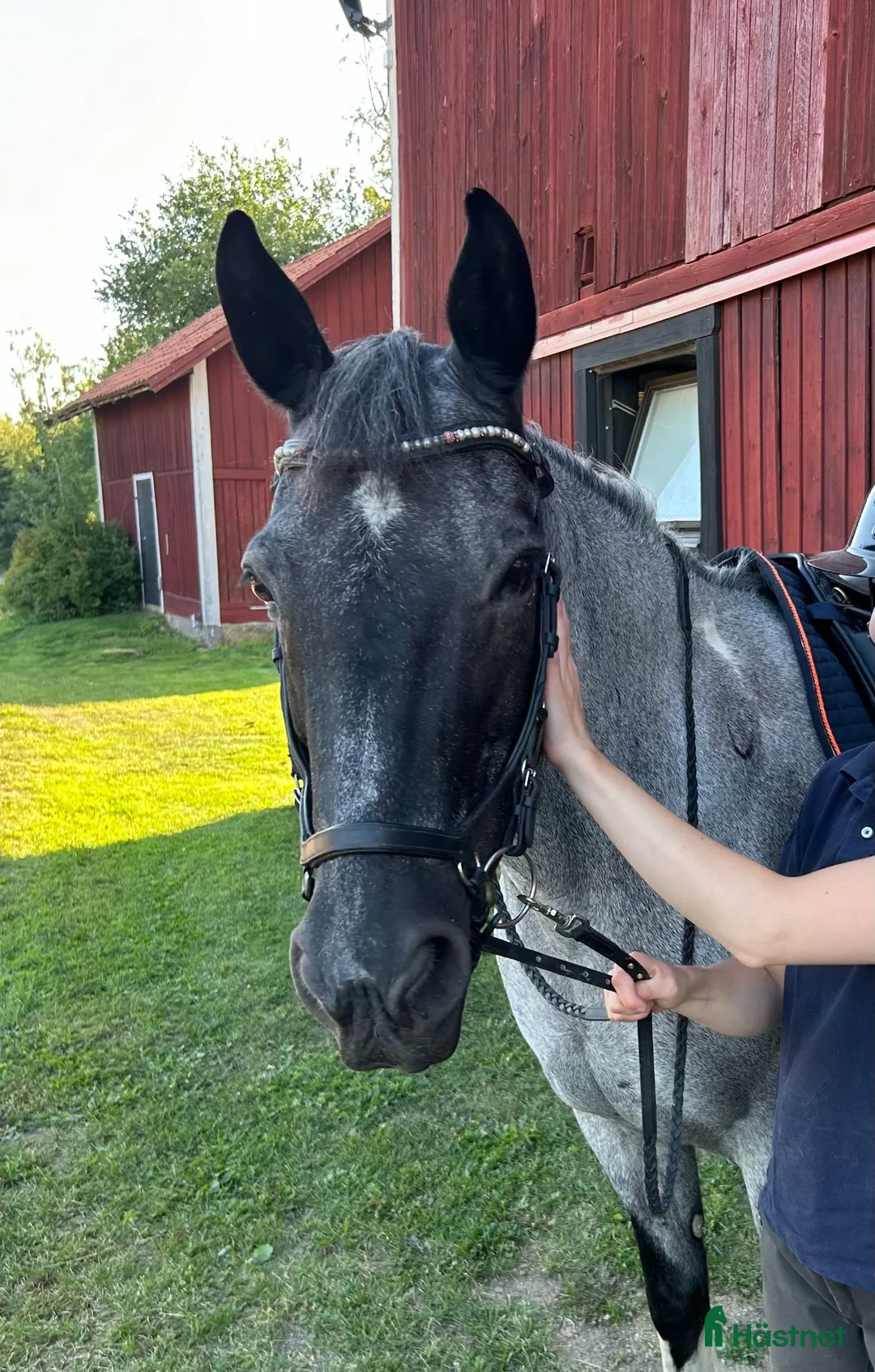 Allround hästar till salu: Fin läromästare - Annons 1