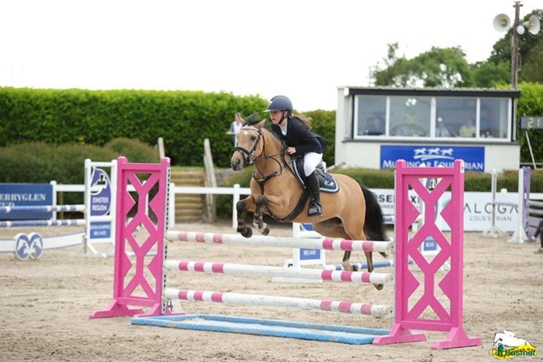 Hoppning hästar till salu: 13yr old TOP 128cm pony!!! i Stockholm - Annons 9