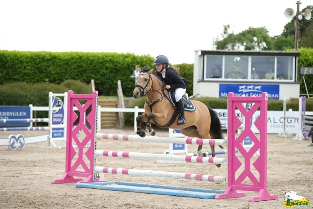 Hoppning hästar till salu: 13yr old TOP 128cm pony!!! i Stockholm - Annons 9