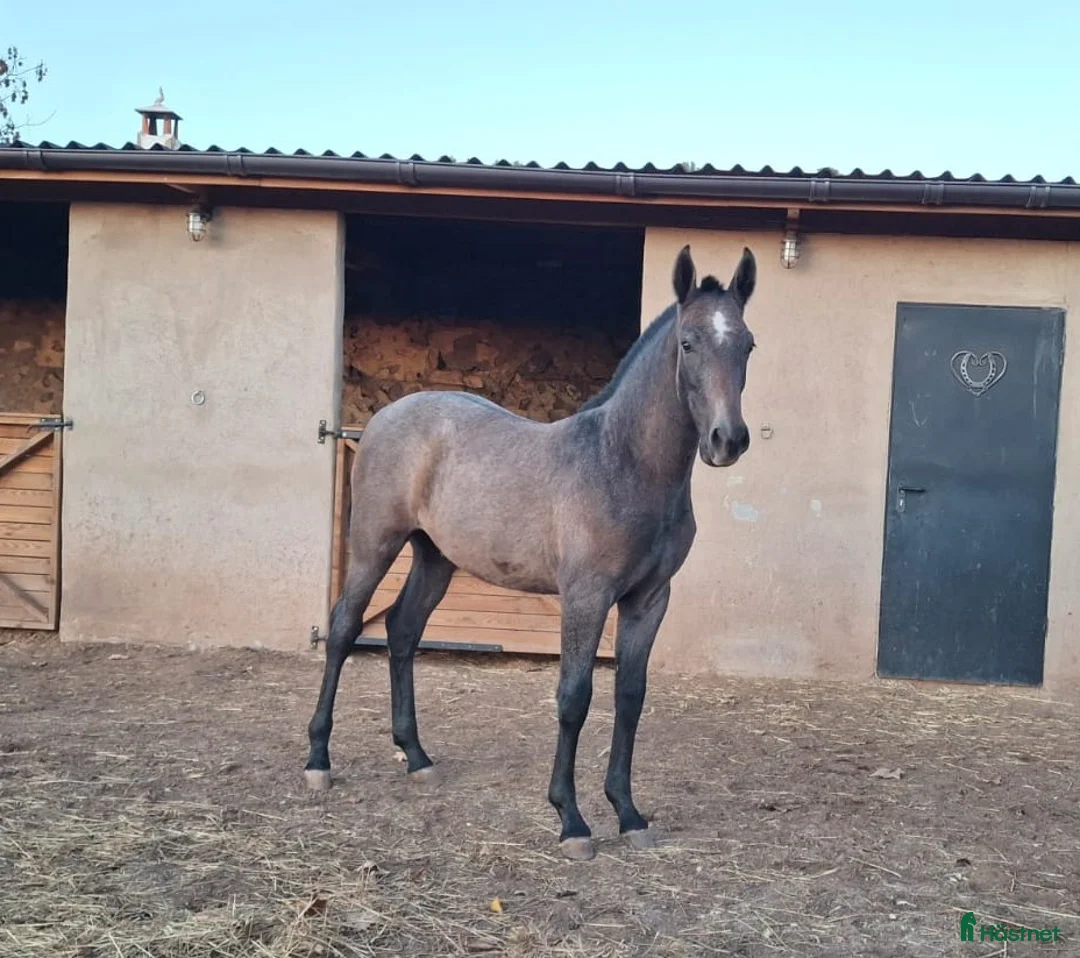 Allround hästar till salu: Fantastiskt trevlig PRE hingstföl! i Padul - Annons 2