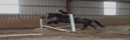 Allround hästar till salu: Handsome gelding 155cm - Annons 11