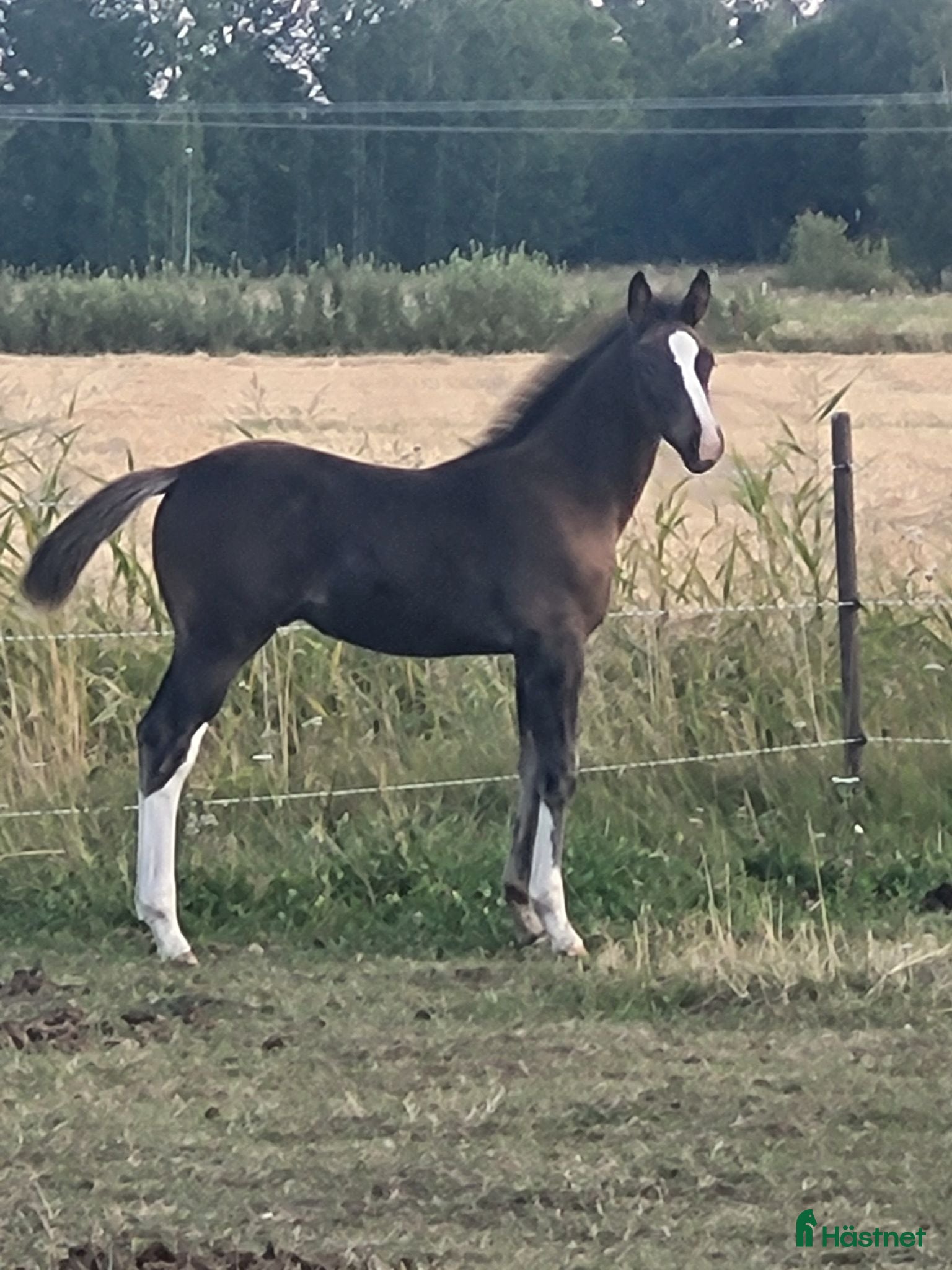  hästar Snygg hingst  - Annons 16