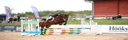 Hoppning hästar till salu: 4år e: Crusader Ice - Cardento  - Annons 1