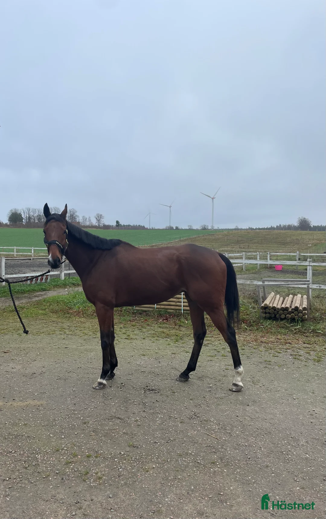 Allround hästar till salu: Projekt häst  - Annons 4