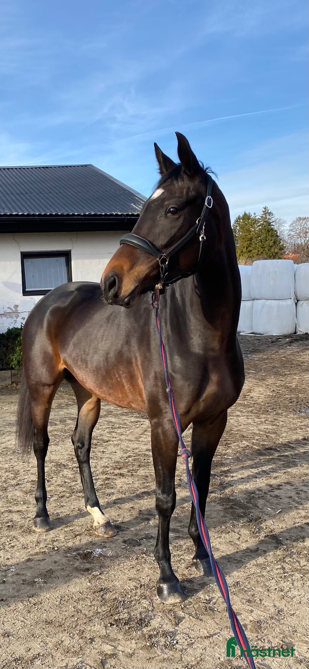 Dressyr hästar till salu: Vackert dressyr sto med toppstam i Fjälkinge - Annons 3