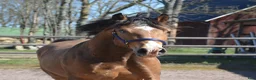 Allround hästar till salu: Magiskt vacker stor welsh cob  - Annons 12
