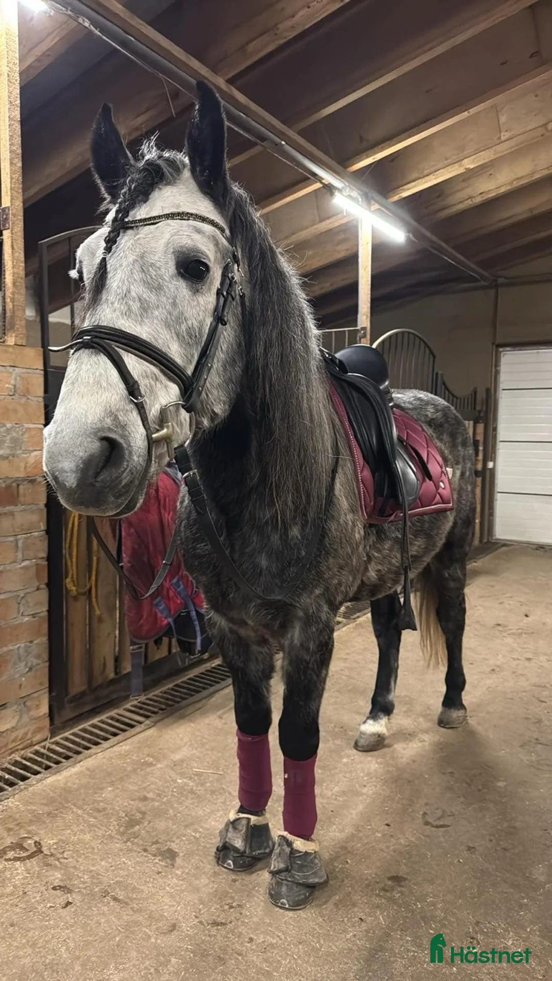 Allround hästar till salu: Snäll häst med potential  - Annons 2