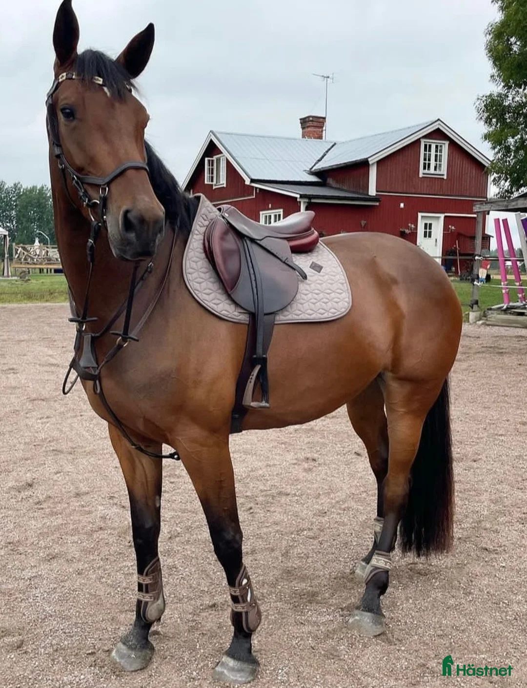 Hoppning hästar till salu: Vackert sto med kapacitet  - Annons 4