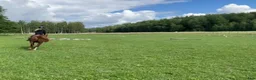  stallplats finnes: Ledig boxplats för fånghäst! - Annons 5