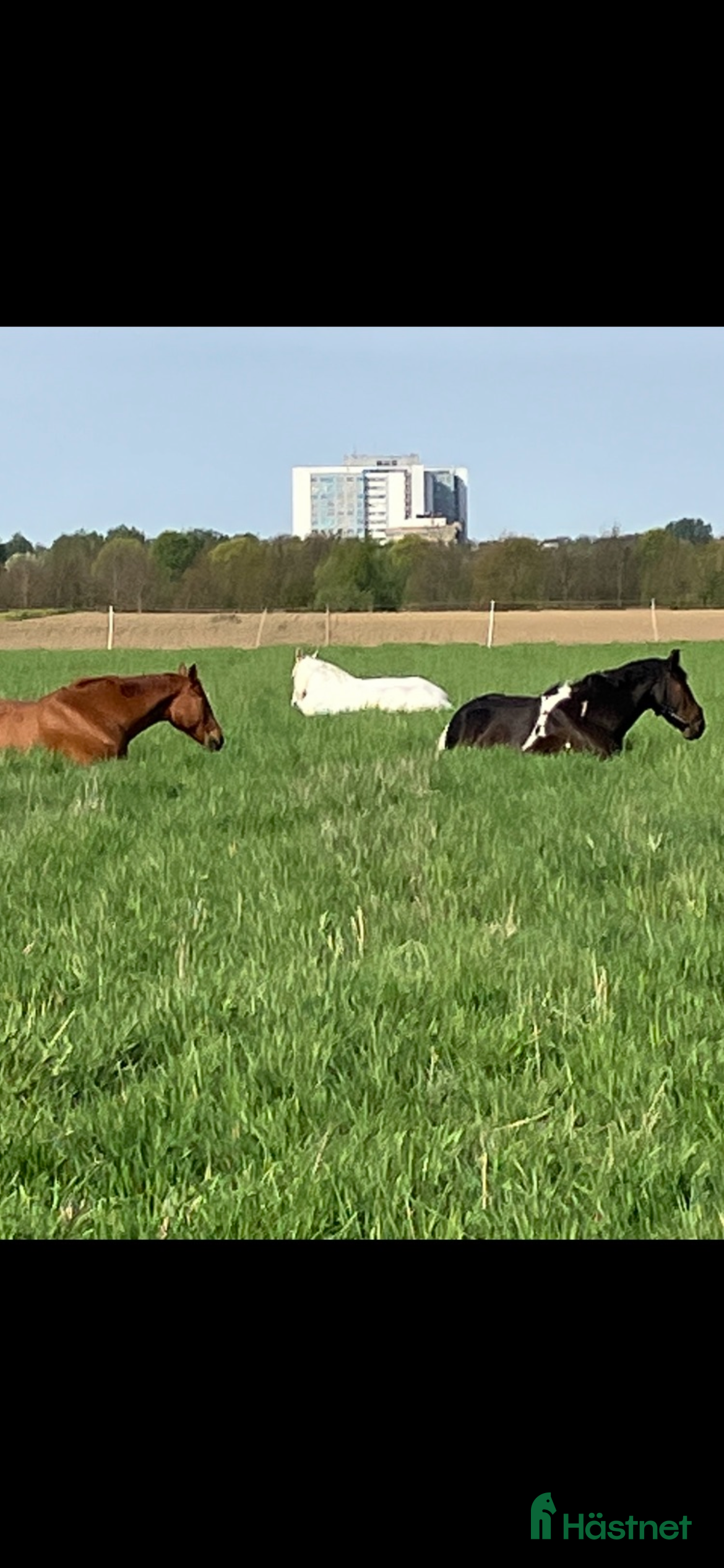  foderhäst Foderhäst sökes - Annons 1
