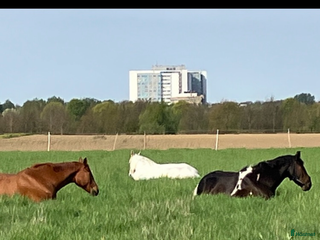 foderhäst Foderhäst sökes - Annons 7