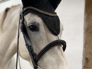 Allround hästar till salu: Trevligt sto i Våxtorp - Annons 1