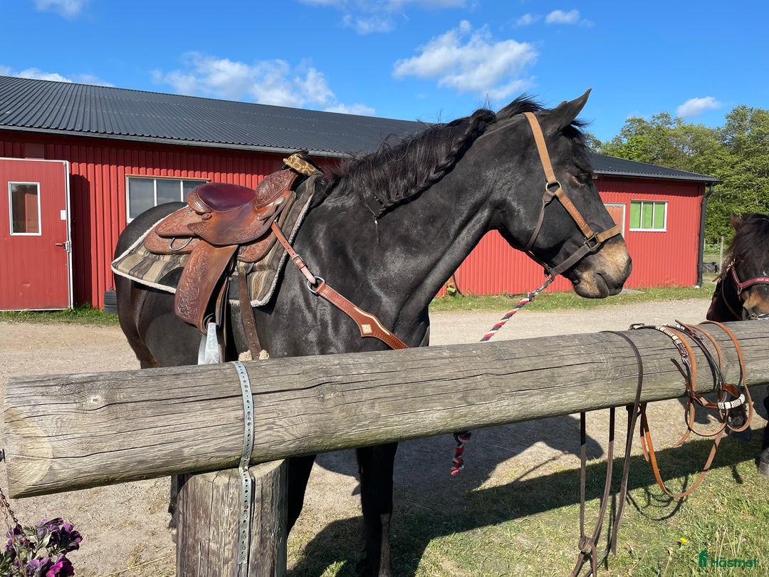 Sadlar hästutrustning till salu: Western sadel  i Alingsås - Annons 10