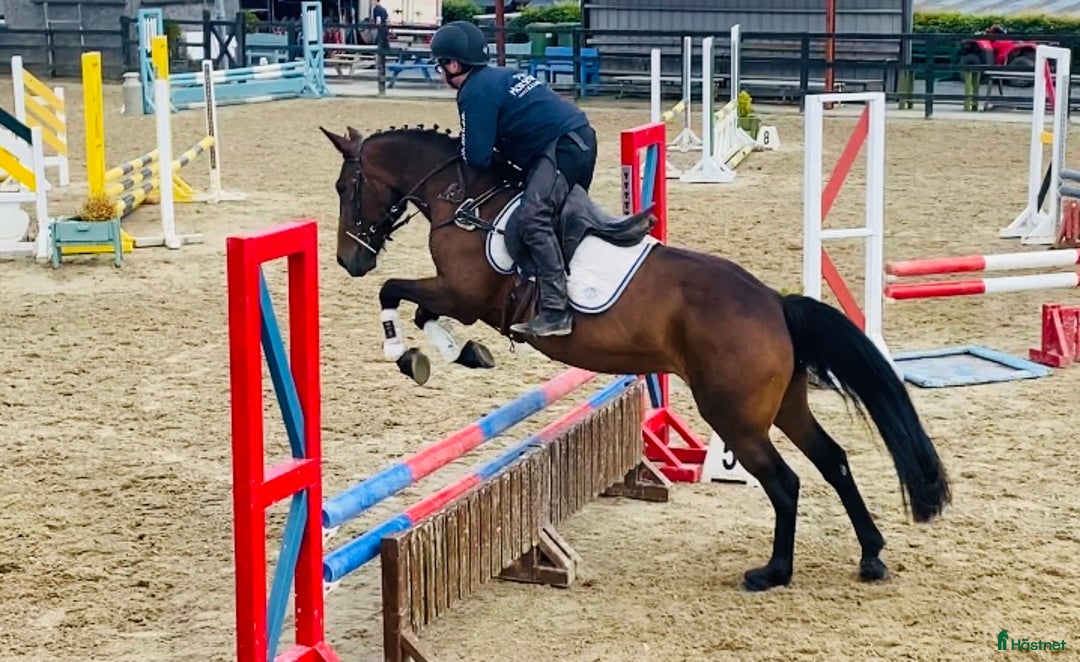 Allround hästar till salu: Selection of Irish ponies i Ljungby - Bild 12