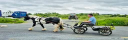 Allround hästar till salu: Bombproof Ride & Drive pony - Annons 13