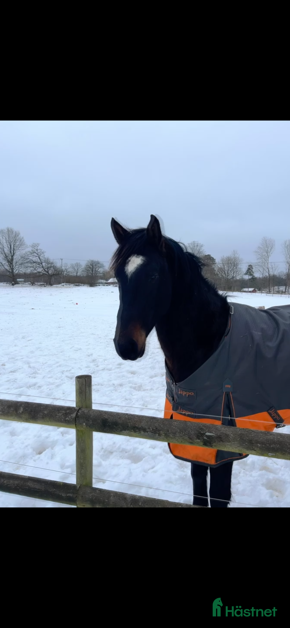 Hoppning hästar till salu: Trevlig 4 åring  - Annons 2