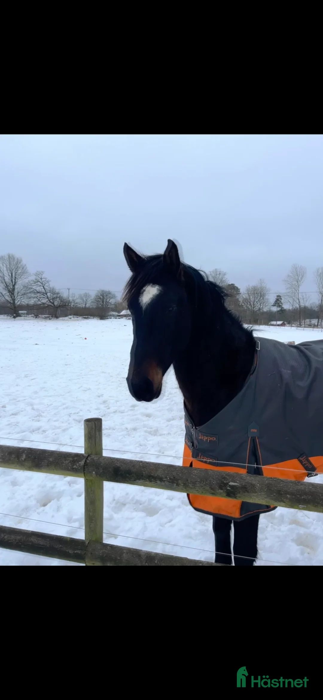 Hoppning hästar till salu: Trevlig 4 åring  - Annons 1