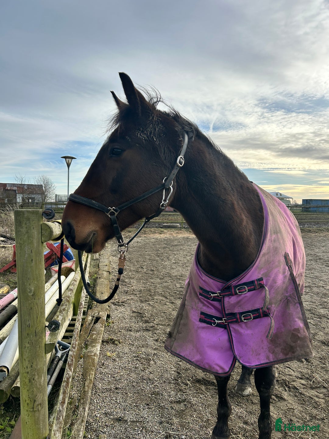 Allround hästar till salu: Perfekt första häst  i Svedala - Annons 2