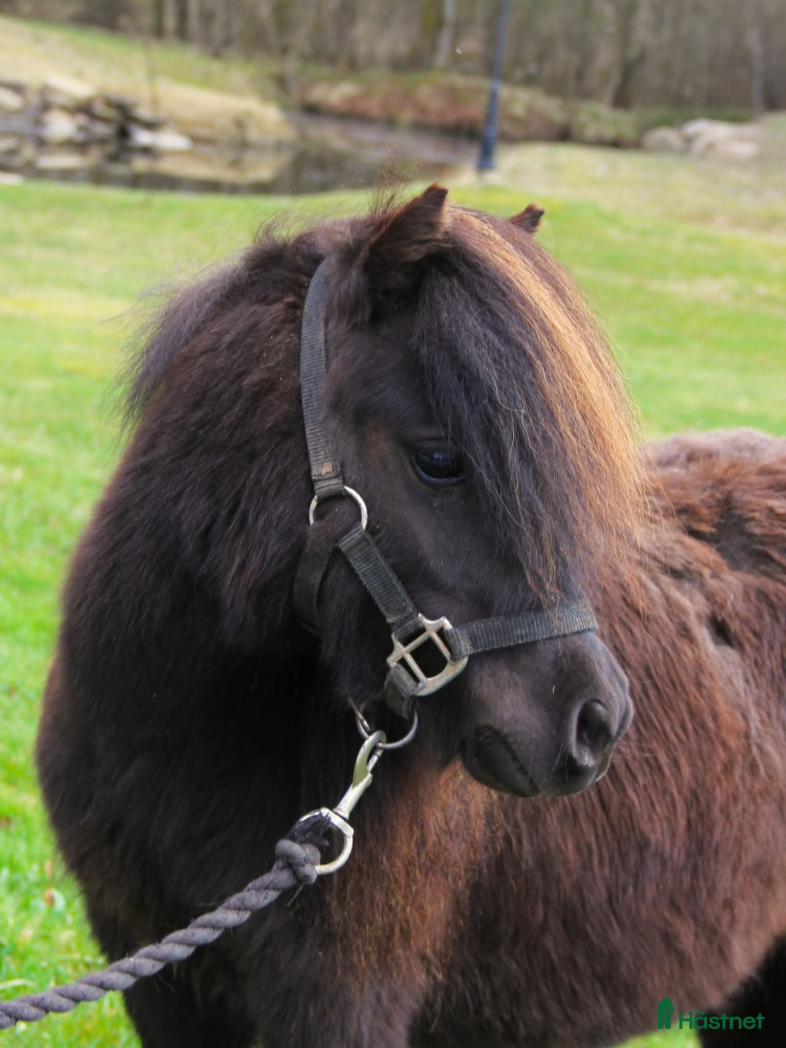  hästar Bedårande minishetlandssto - Annons 8