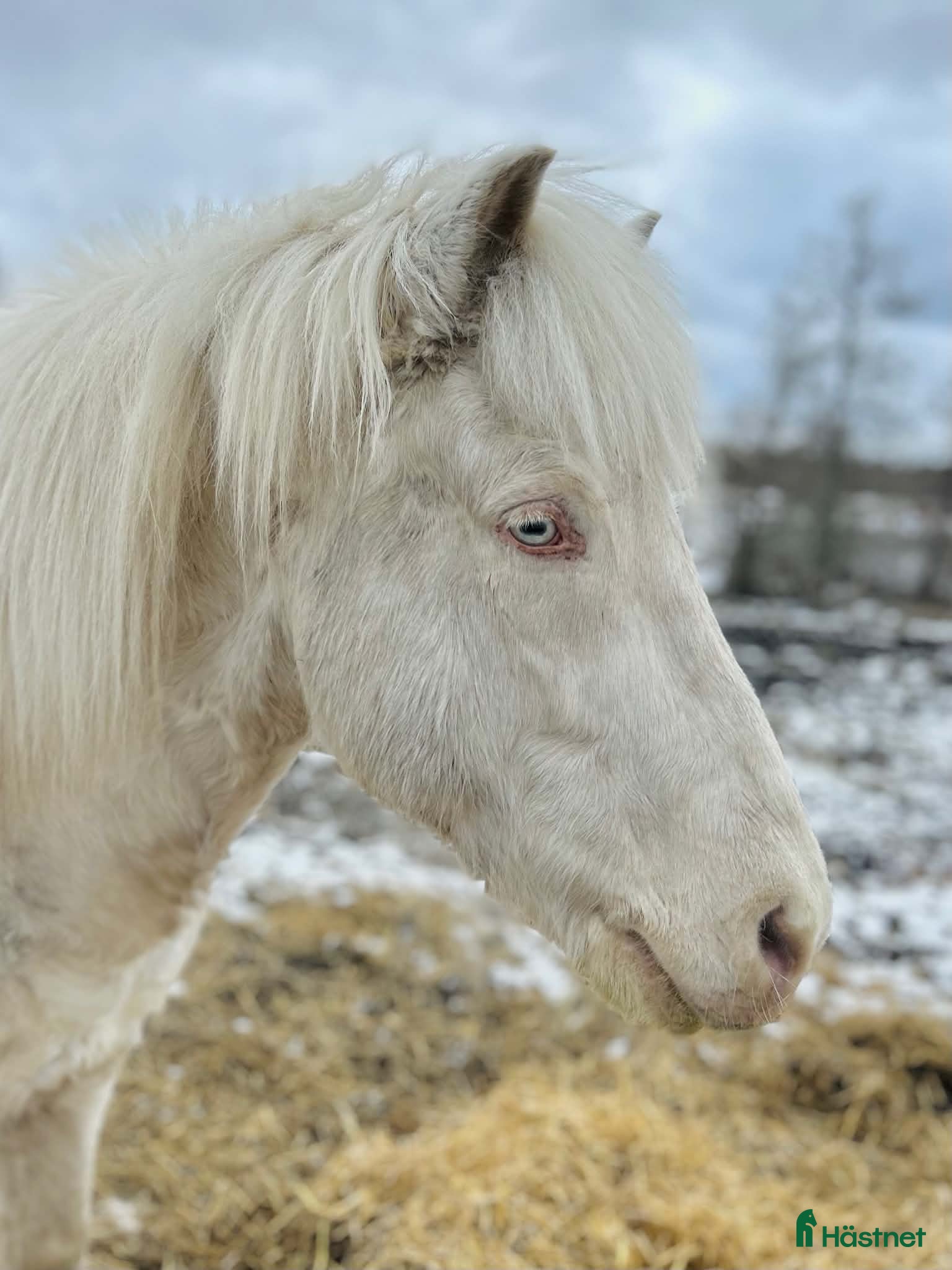  hästar Fin och trevlig cremellovalack  - Annons 1