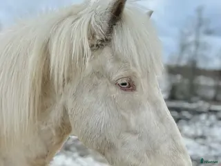 hästar Fin och trevlig cremellovalack - Annons 1