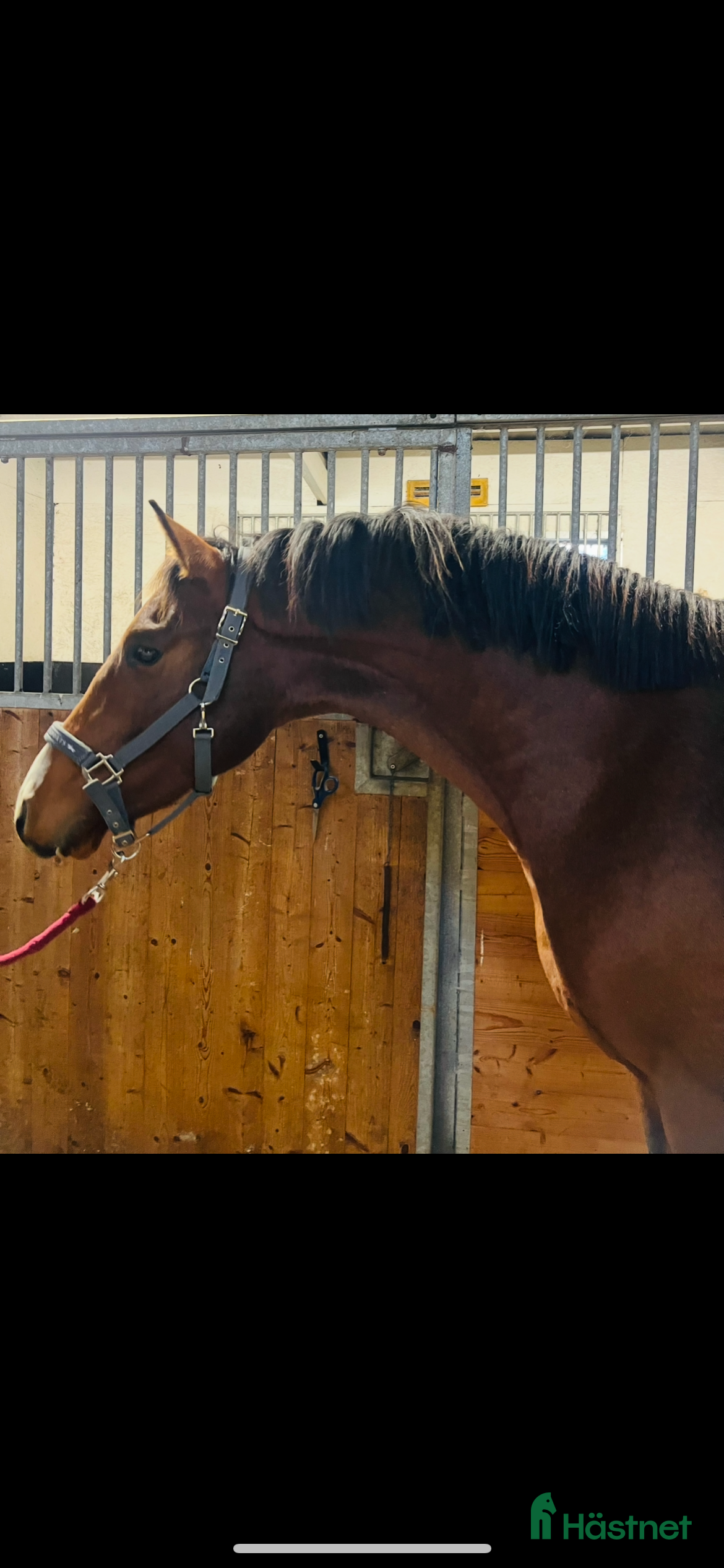  hästar Unghästar, flera i Västerås - Annons 12