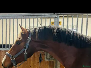 hästar Unghästar, flera i Västerås - Annons 12