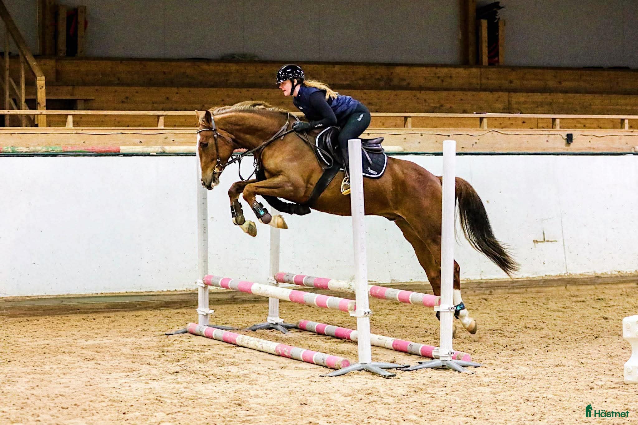  hästar Coolaste killen  i Alingsås - Annons 2