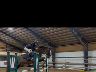 hästar Söker foderhäst i Djurås - Annons 4