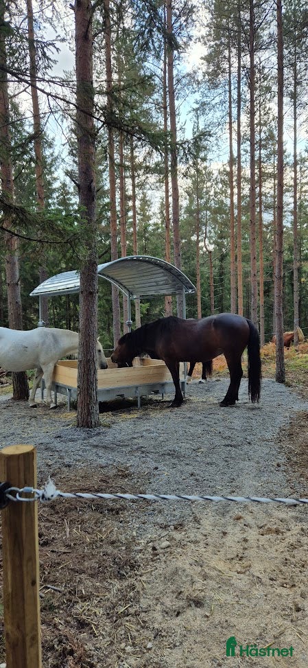  stallplats Lösdrift i Tullinge för lättfödd häst/ponny - Annons 3