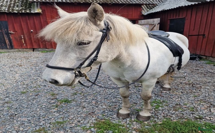  hästar i Varberg - Annons 1