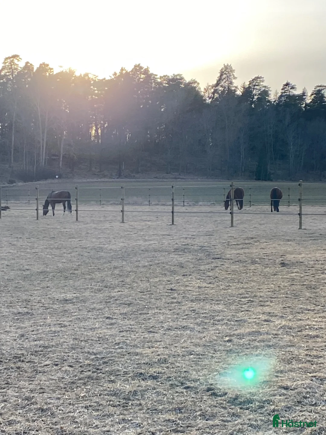  stallplats finnes: Stallplats på Drottningholm  - Annons 6