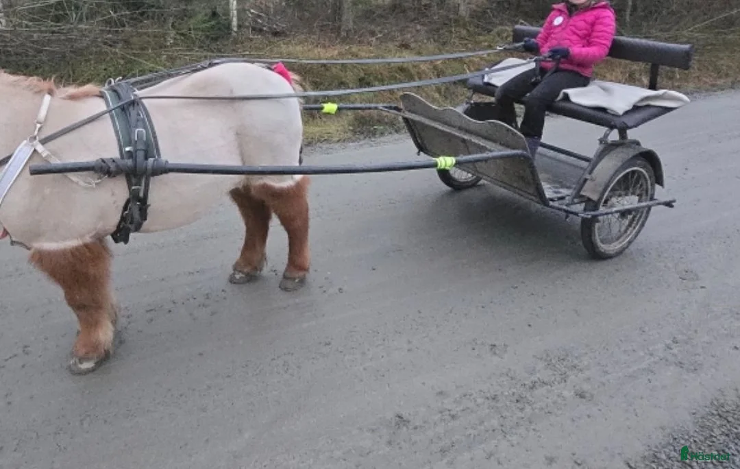Körvagnar körning till salu: Ponny vagn  - Annons 1