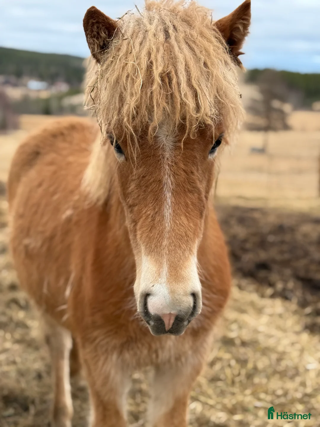Island hästar till salu: Bedårande söt och lovande sto i Ljusdal - Annons 5