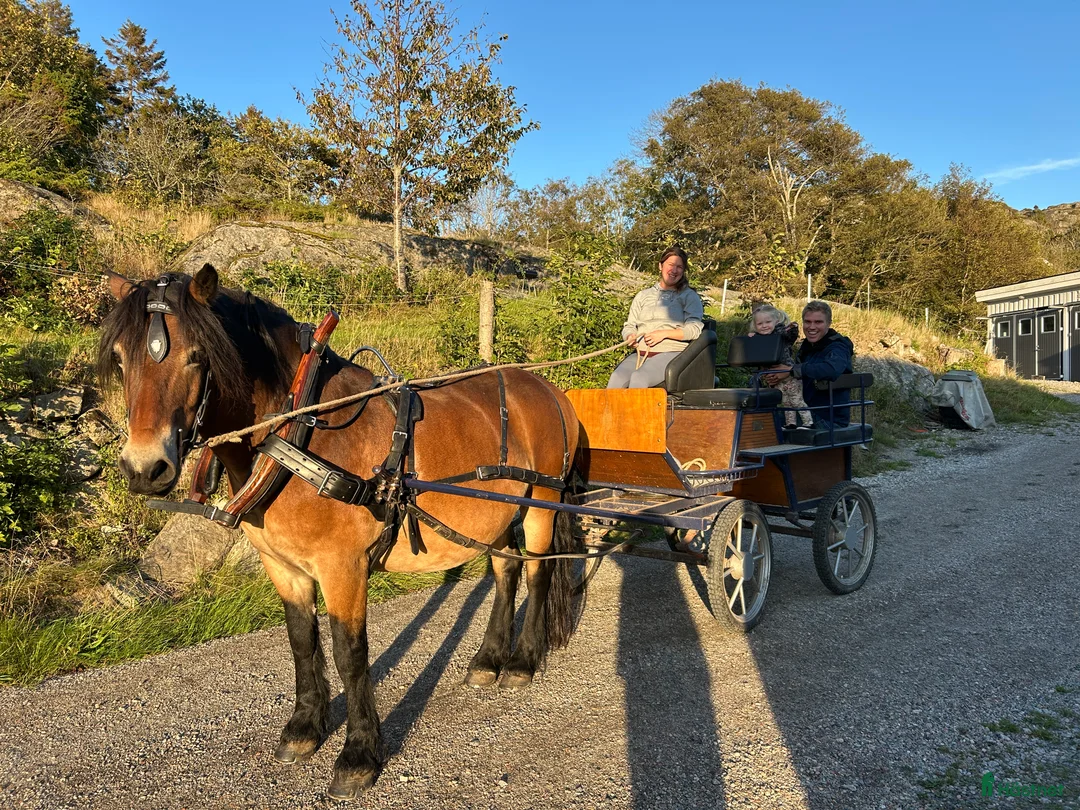  medryttarhäst finnes: Mysig nordsvensk på Orust söker ryttare - Annons 6