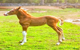 Hoppning hästar till salu: ☆☆☆Swbhingst med wowfaktor☆☆☆ i Backaryd - Annons 3