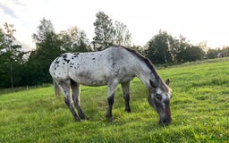  foderhäst finnes: Polskt halvblod söker fodervärd (RESERVERAD) i Ockelbo - Annons 2