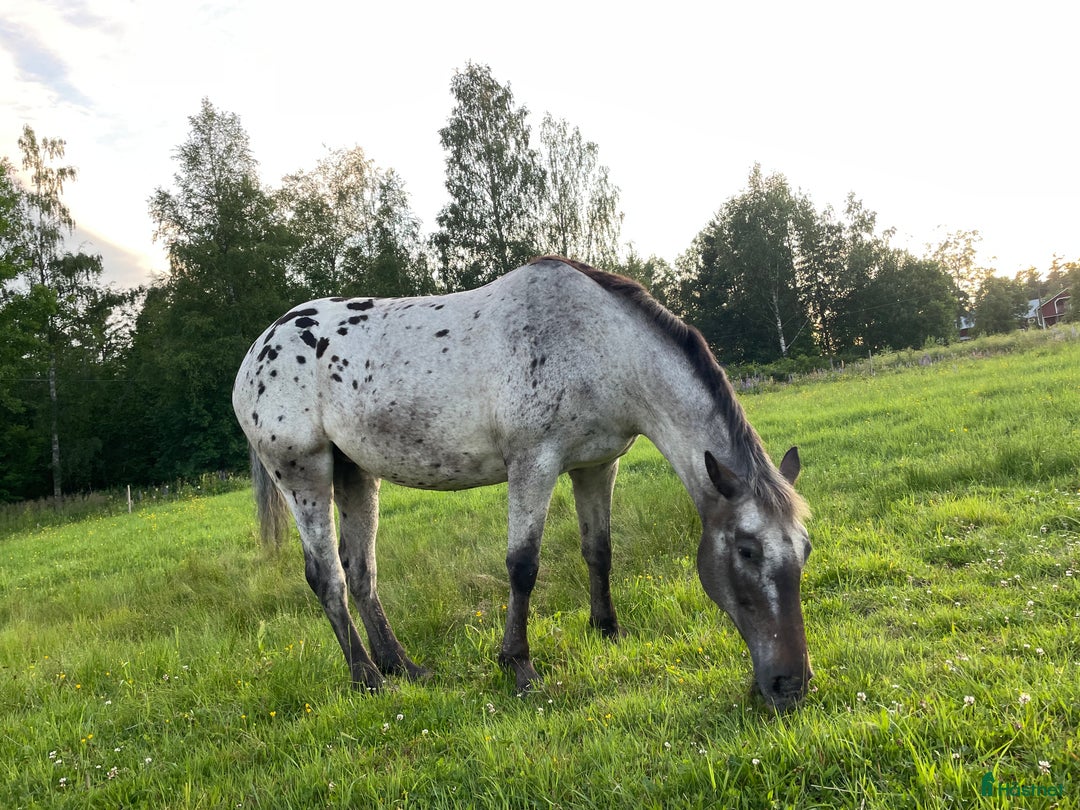  foderhäst finnes: Polskt halvblod söker fodervärd (RESERVERAD) i Ockelbo - Annons 2