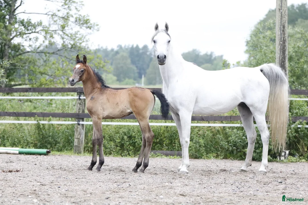 Allround hästar till salu: Vackra, trevliga & välhanterade ettåringar i Vagnhärad - Annons 4