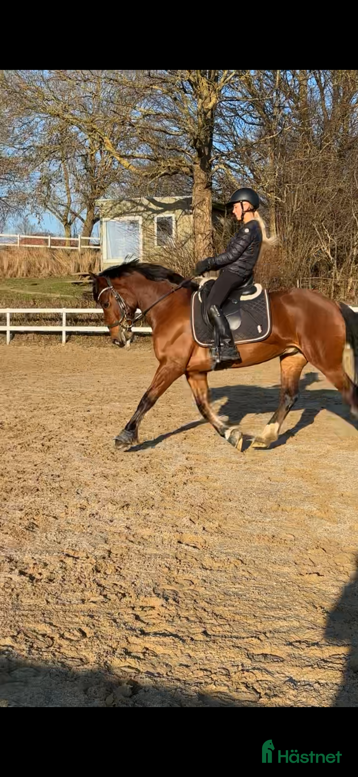  hästar Ponyen du kan nå til de høje klasser med  - Annons 14