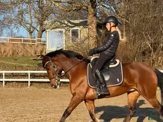 hästar Ponyen du kan nå til de høje klasser med - Annons 14