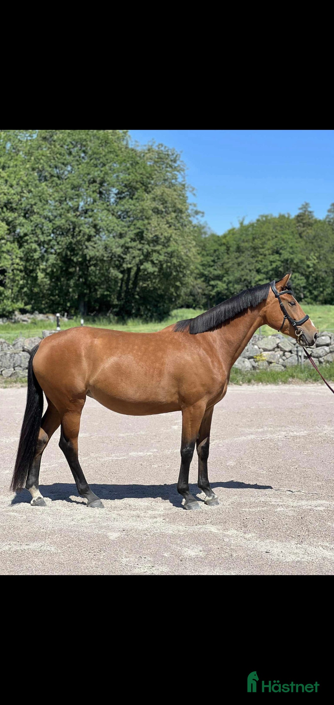  hästar En bästa vän - Annons 2