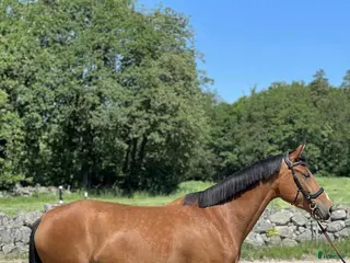 hästar En bästa vän - Annons 2